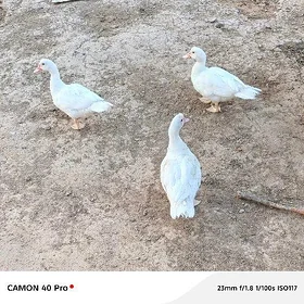 İndawutga ördek