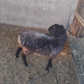 goýunlar her hili bahadan