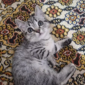 Кошка шатлан продаётся