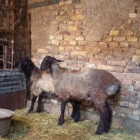 Koçkarlar