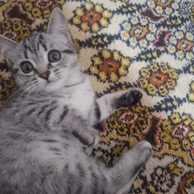 Pişik satlyk