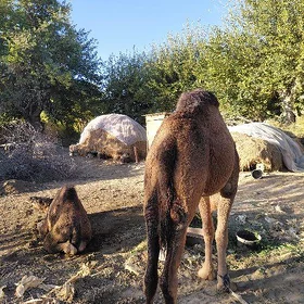 köşek