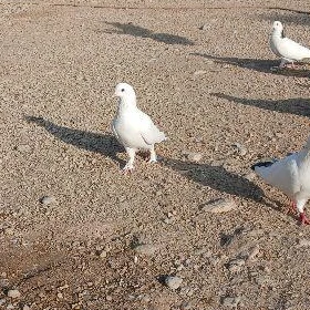 kepderi