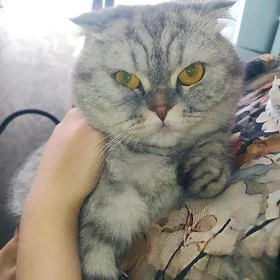 кошки