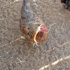 karlık tawk