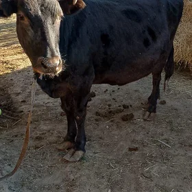 sygyr bakylan