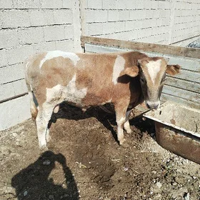 Okuzler Goleli sygyr