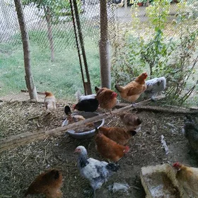 towuk yumurtka beryan