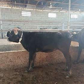 tuweler