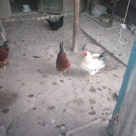 Towuklar we Horazlar