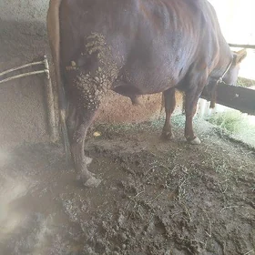 Öküz