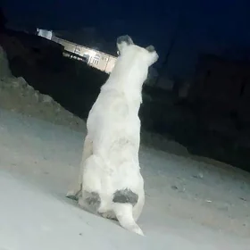 Garagöz