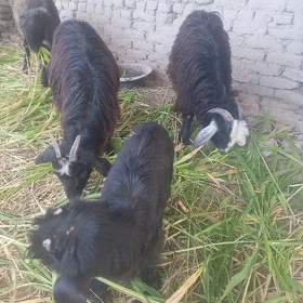 iki geçi  bir owlak