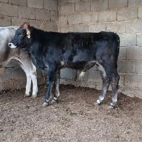 Arassa Şwes Öküz