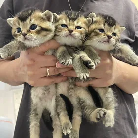 шотландские котята шиншиллы