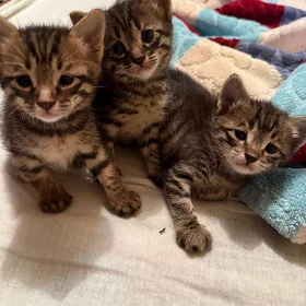 котята
