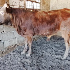 öküz