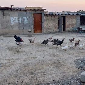 induk ördek gaz