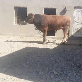 Öküz
