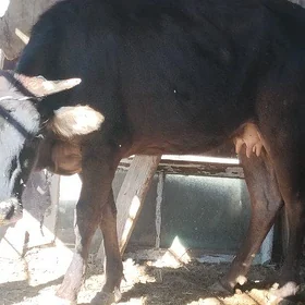 goleli sygyr okuz tuwe