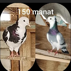 kepderi