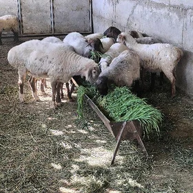 Merdan
