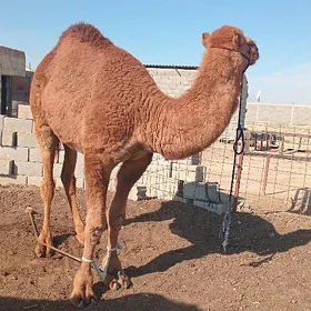 Owşuk