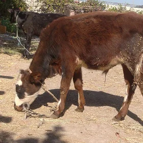 2sany öküzçe