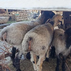 işek