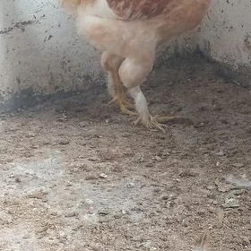 ORGİNAL BRAMA HORAZ