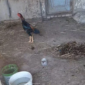 Horaz