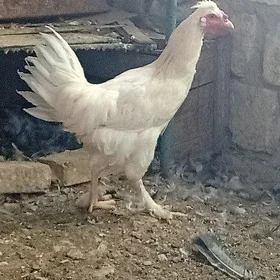 Horaz