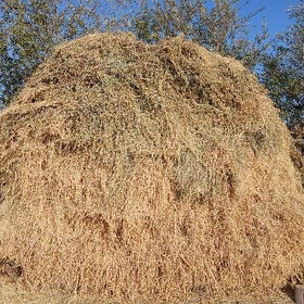 Yorunja