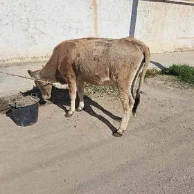 Tüwe