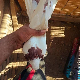 kepderi