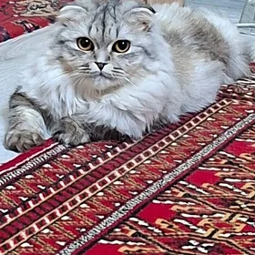 🐈🐱ШОТЛАНДСКИЙ ВИСЛОУХА🐱🐈
