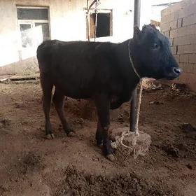 göle