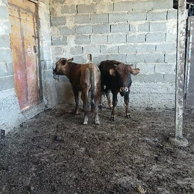 öküz ikisany