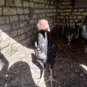 Bayetsowi juyje