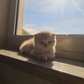 шотландские котята