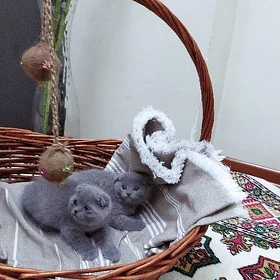 🐈🐱ШОТЛАНДСКИЙ ВИСЛОУХИЙ🐱🐈