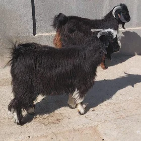 çewiş