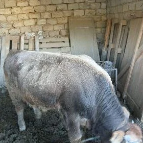 öküz