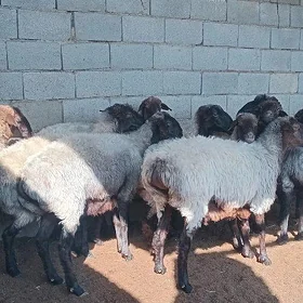 Goýun