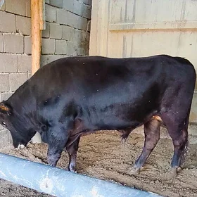 BAKYLAN ÖKÜZ