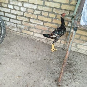 horaz juyje