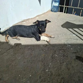 Собака -щенок