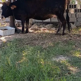 sygyr bakylan gysyr