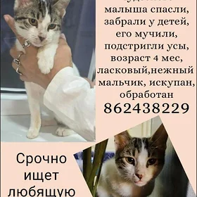 Котёнок