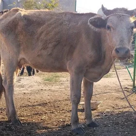 goleli sygyr okuz tuwe